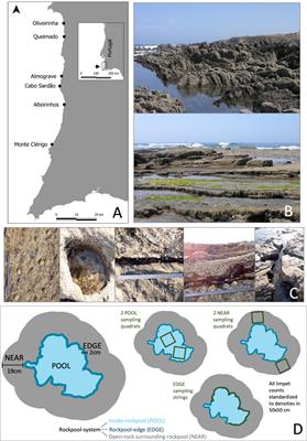 Variability and connectivity in populations of different limpet species across rockpool-generated mosaic landscapes